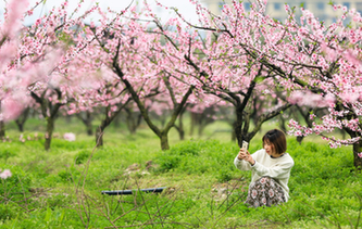 寧波:桃花灼灼映春色