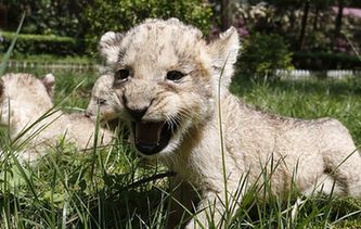 貴陽:獅子“兄弟”組團(tuán)賣萌