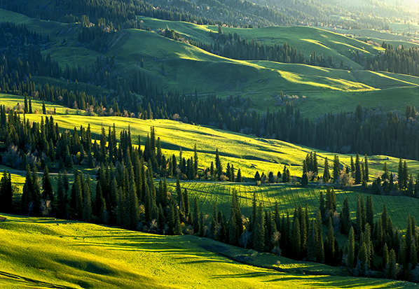 【長篇通訊】塞罕壩，京城綠色屏障的前世今生