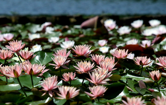 杭州:西湖睡蓮成片綻放