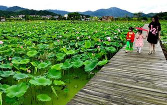 武夷山:萬畝荷花引客來