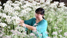 河北樂(lè)亭:絹花出口促增收