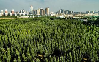 陜西合陽:生態屏障建設見效