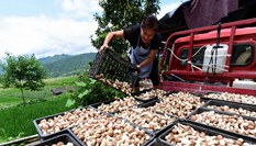 貴州丹寨:大棚菌喜獲豐收