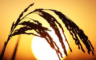 江蘇揚州:稻谷香 秋意濃