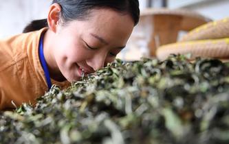 福建福鼎:制茶能手比拼技藝