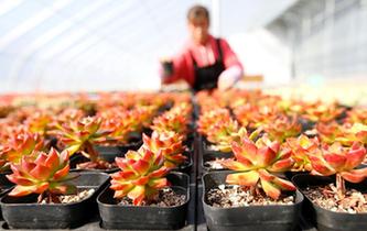 山東即墨:“農(nóng)旅多肉”助力生態(tài)農(nóng)業(yè)發(fā)展