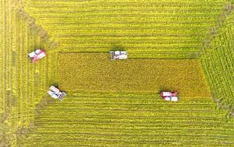 湖南雙峰:農(nóng)機(jī)合作社收割機(jī)集團(tuán)作業(yè)搶收晚稻