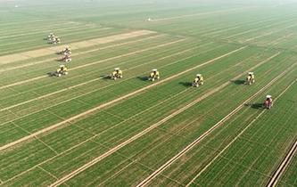 河北石家莊:初冬忙農事