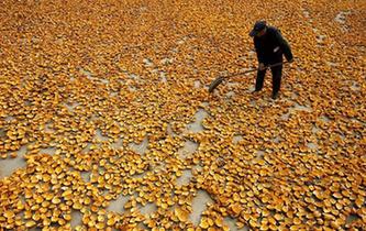 山東棗莊:小栝樓成脫貧致富“寶葫蘆”