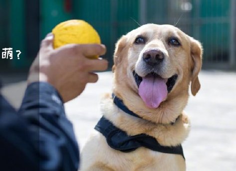 為了“破冰”,它們英勇無畏!