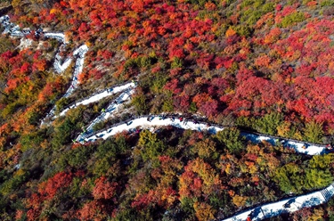 河北涉縣:紅葉染太行 金秋美如畫