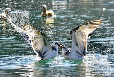 拉薩:龍王潭公園鳥盡歡