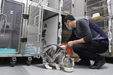 武漢:動物醫院里的臨時“奶爸”