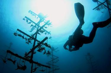 海南三亞:海洋牧場復工忙