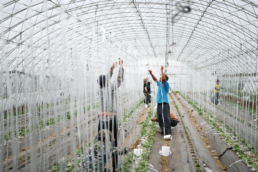 黑龍江肇東:農(nóng)業(yè)生態(tài)觀光園助力脫貧增收