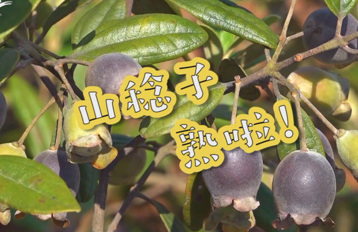 走向我們的小康生活丨山稔子熟啦!