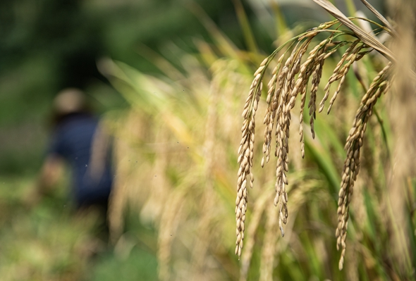 貴州六枝:稻谷飄香收獲忙