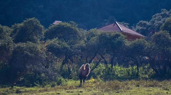 青海卡陽村:“光棍村”的華麗轉(zhuǎn)身