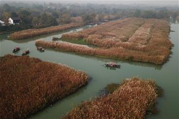 杭州:初冬濕地賞蘆花