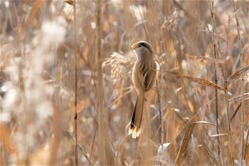 山東高青:“鳥中熊貓”濕地過冬