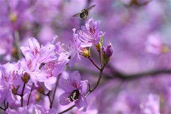 安徽:杜鵑花開引客來