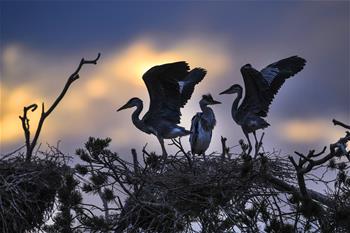 陜西洛南:周灣蒼鷺千姿百態