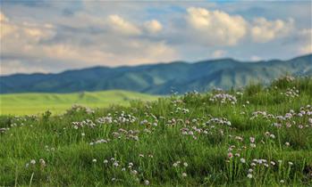 原子城:鮮花開滿草原