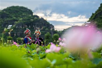 云南普者黑:徜徉花海間