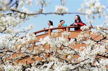 山東陽信:梨花盛開引客來