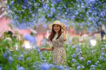 廣州:藍雪花綻放