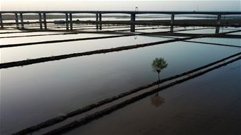 寧夏:黃河兩岸 稻田如畫