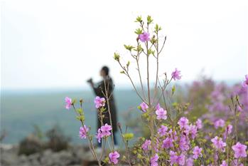 阿爾山:杜鵑花開引客來