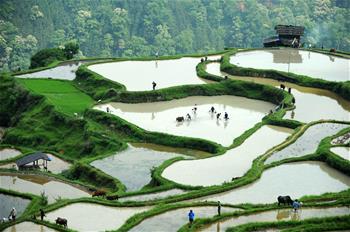 貴州黎平:“千牛同耕”展農(nóng)耕文化