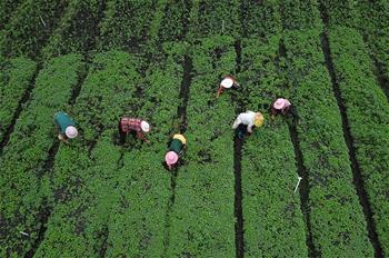 貴州黔西:白露將至秋管忙