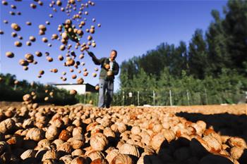 河北遵化:核桃收獲忙