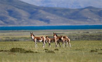 西藏阿里:野生動物的樂園