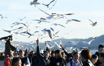 冬日昆明:人鷗同樂