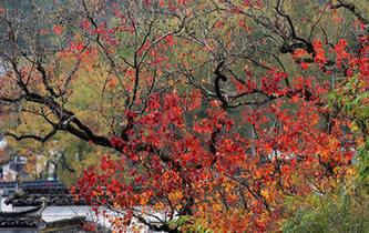 安徽黃山:塔川初冬景美如畫