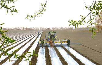 新疆塔里木:棉花播種忙