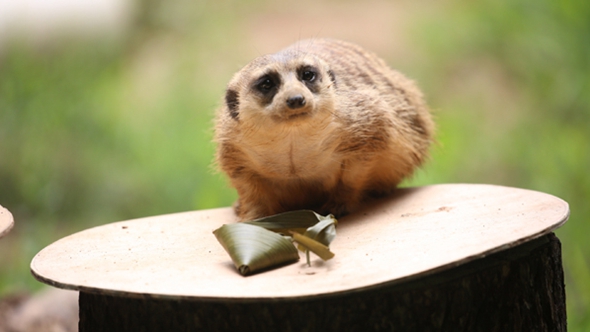 歡樂“粽”動員!小動物們吃上了“專屬”粽子