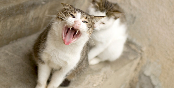 你見過這樣的腹黑貓嗎？