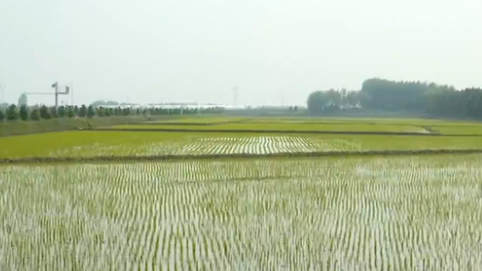 黑龍江：“稻田公園”迎賓客 農(nóng)民收入穩(wěn)增長