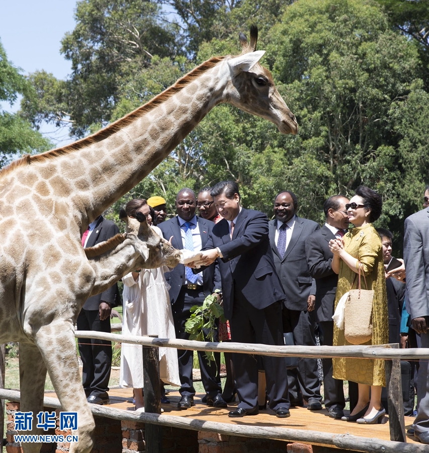 12月2日,國家主席習近平在津巴布韋考察野生動物救助基地。在基地負責人陪同下,習近平和夫人彭麗媛察看了基地救助的野生動物,并給大象、長頸鹿遞喂水果、樹葉。新華社記者 黃敬文 攝  12月2日,國家主席習近平在津巴布韋考察野生動物救助基地。在基地負責人陪同下,習近平和夫人彭麗媛察看了基地救助的野生動物,并給大象、長頸鹿遞喂水果、樹葉。新華社記者 黃敬文 攝