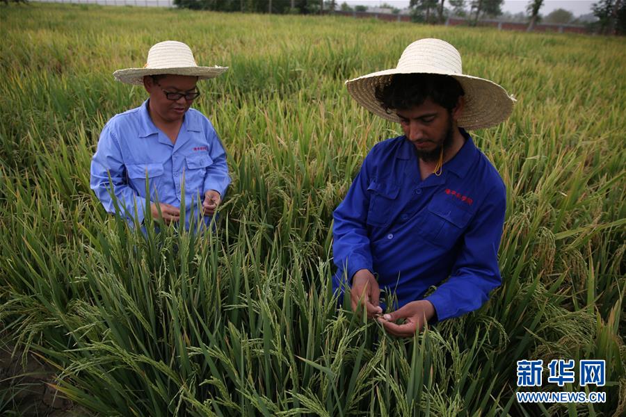 (國(guó)際·圖文互動(dòng))(1)通訊:達(dá)則兼濟(jì)天下——記在巴基斯坦教授雜交水稻技術(shù)的中國(guó)專家