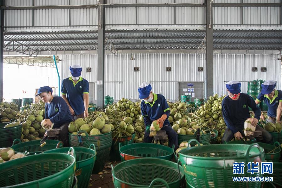 (第三屆進博會·圖文互動)(3)通訊:椰香飄進進博會 市場開放共繁榮——一名泰國椰商的心聲
