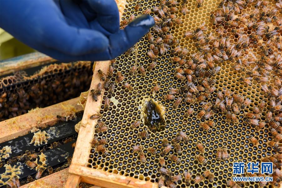 （第三屆進博會·圖文互動）（6）通訊：新西蘭的進博會味道，甜