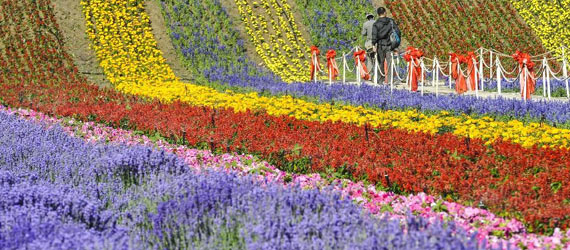 中國“普羅旺斯”：在新絲綢之路上散發芳香