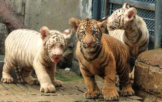 山東濟南:三胞胎虎寶寶與游客見面