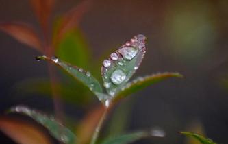 江蘇揚州:“白露”知秋